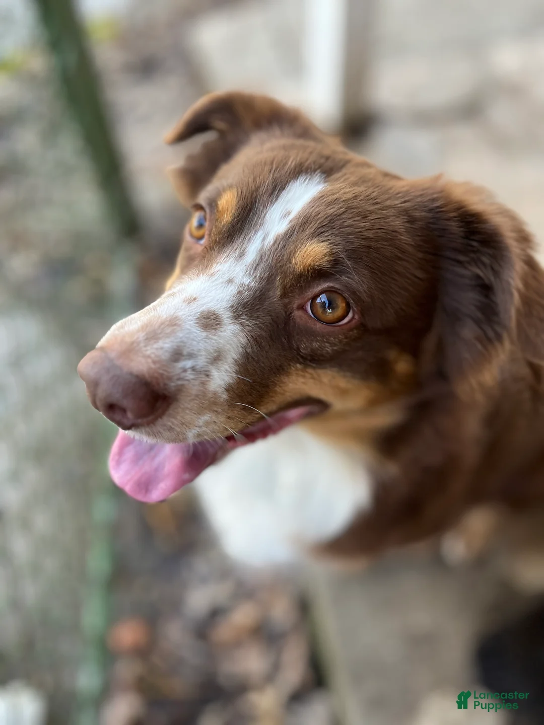 Aussiedoodle dogs for sale: Scarlet  - Ad 9