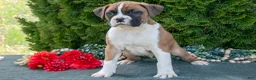 Boxer dogs for sale: Rusty - Ad 2