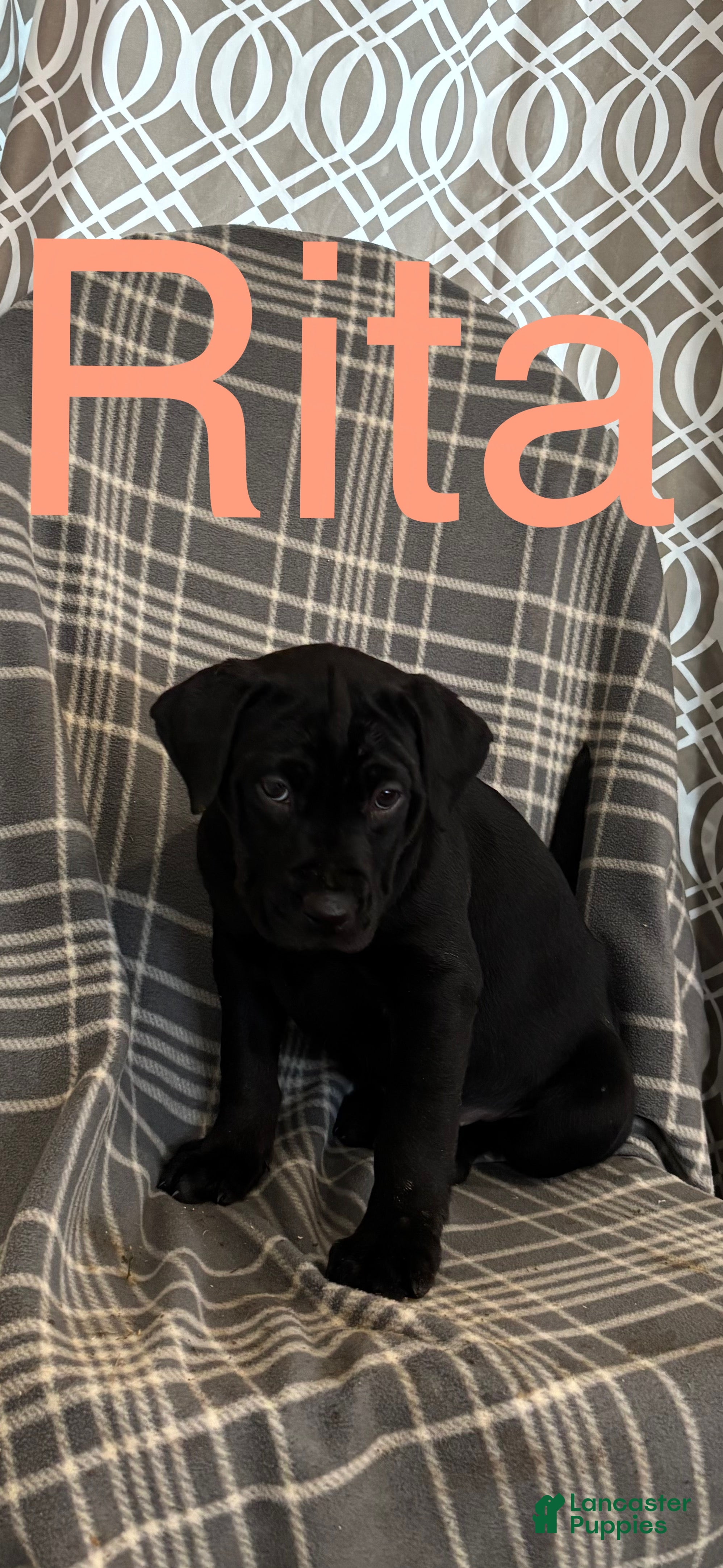 Mixed Breed dogs Mixed Breed Puppy 7 - Ad 42