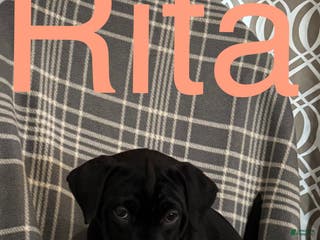 Mixed Breed dogs for sale: Mixed Breed Puppy 7 - Ad 4