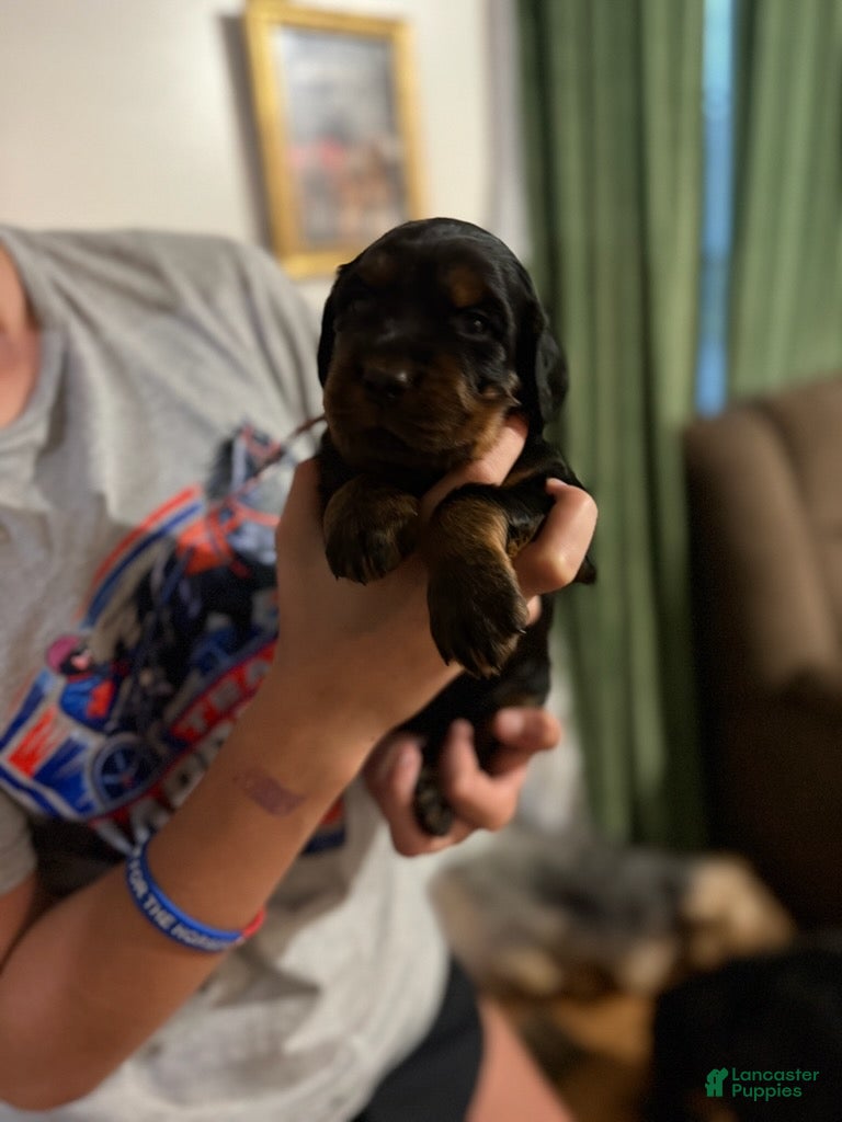 Gordon Setter dogs Pup 2 - Ad 7