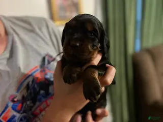 Gordon Setter dogs Pup 2 - Ad 7