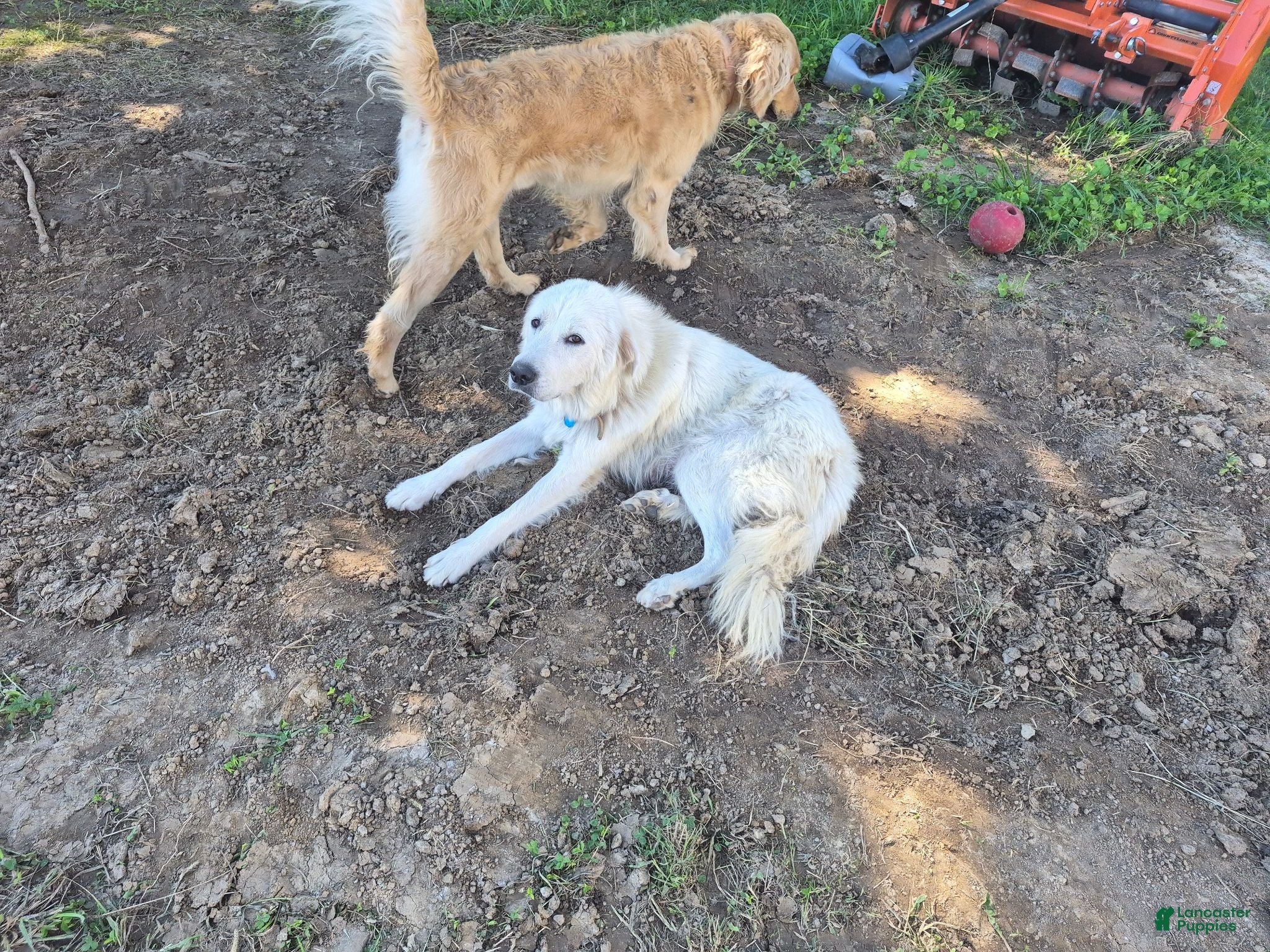 Mixed Breed dogs Mixed Breed 5 - Ad 2