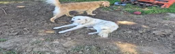 Mixed Breed dogs for sale: Mixed Breed 5 - Ad 2