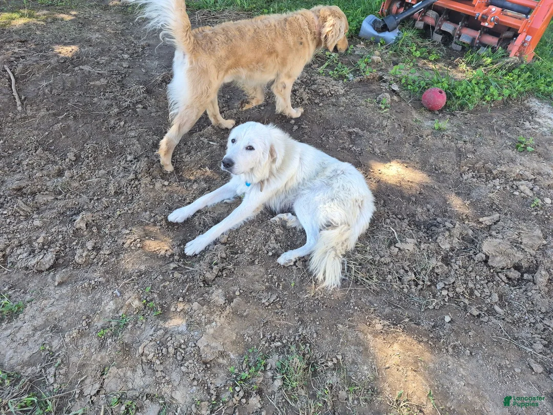 Mixed Breed dogs for sale: Mixed Breed 5 - Ad 2