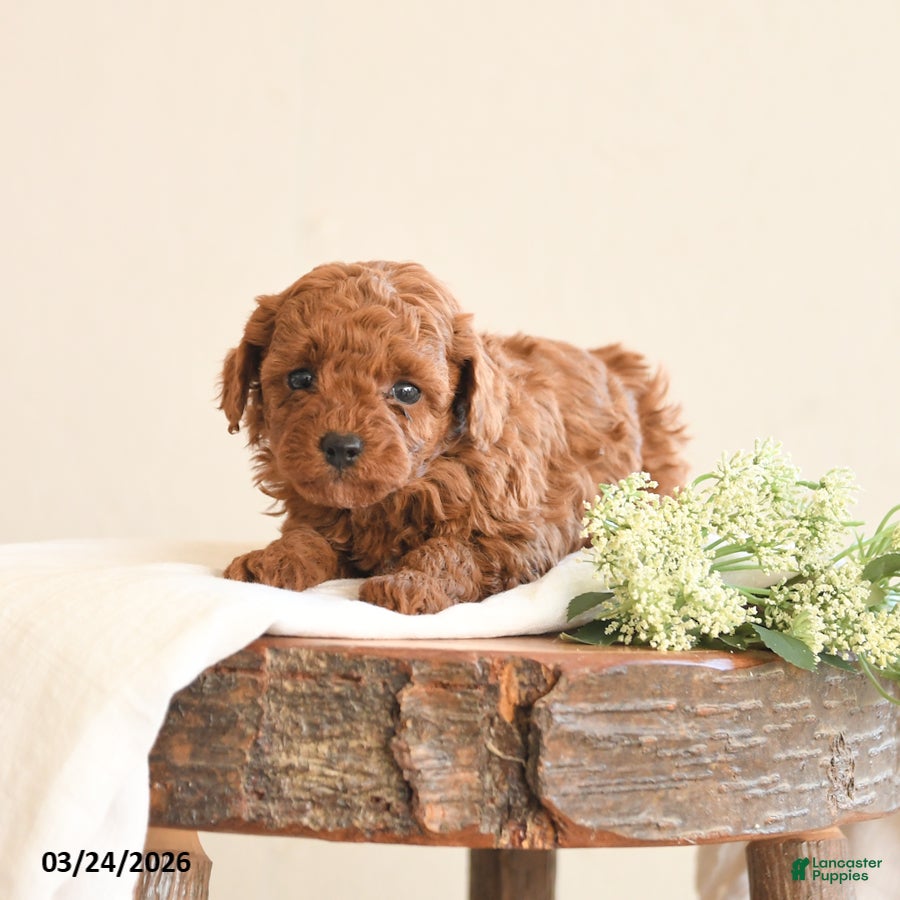 Toy Poodle dogs Tracy - Ad 1