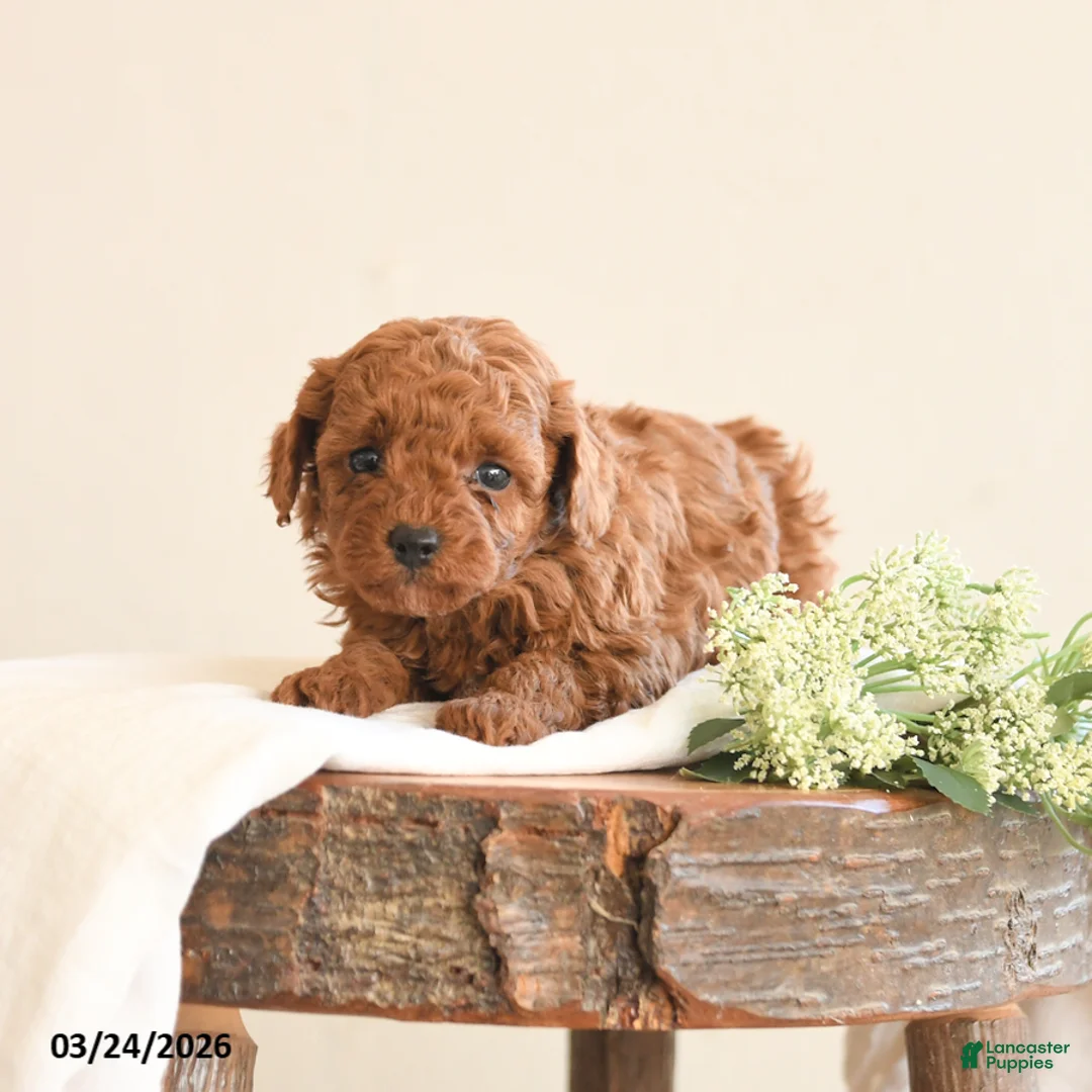 Toy Poodle dogs for sale: Tracy - Ad 1