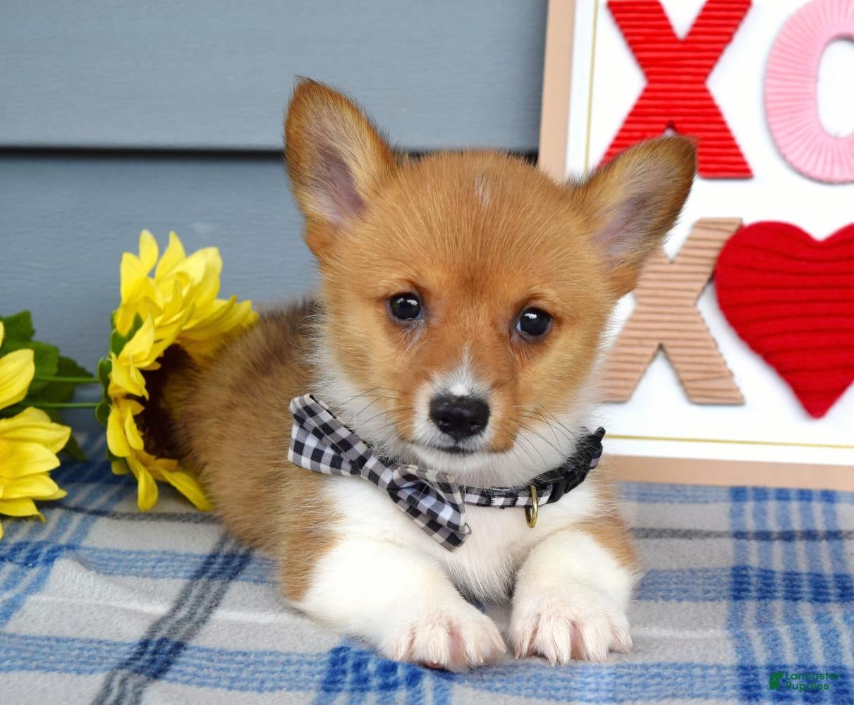 Welsh Corgi Pembroke dogs Winston - Ad 2