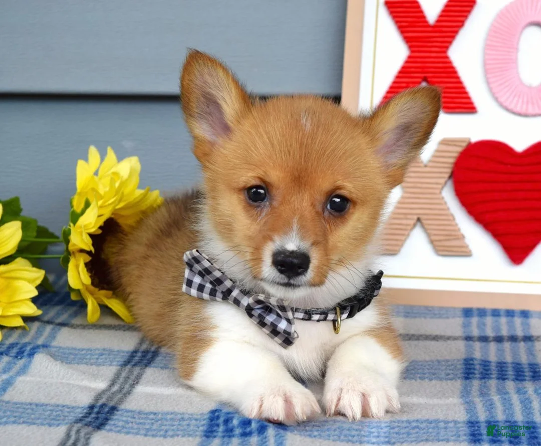 Welsh Corgi Pembroke dogs for sale: Winston - Ad 2