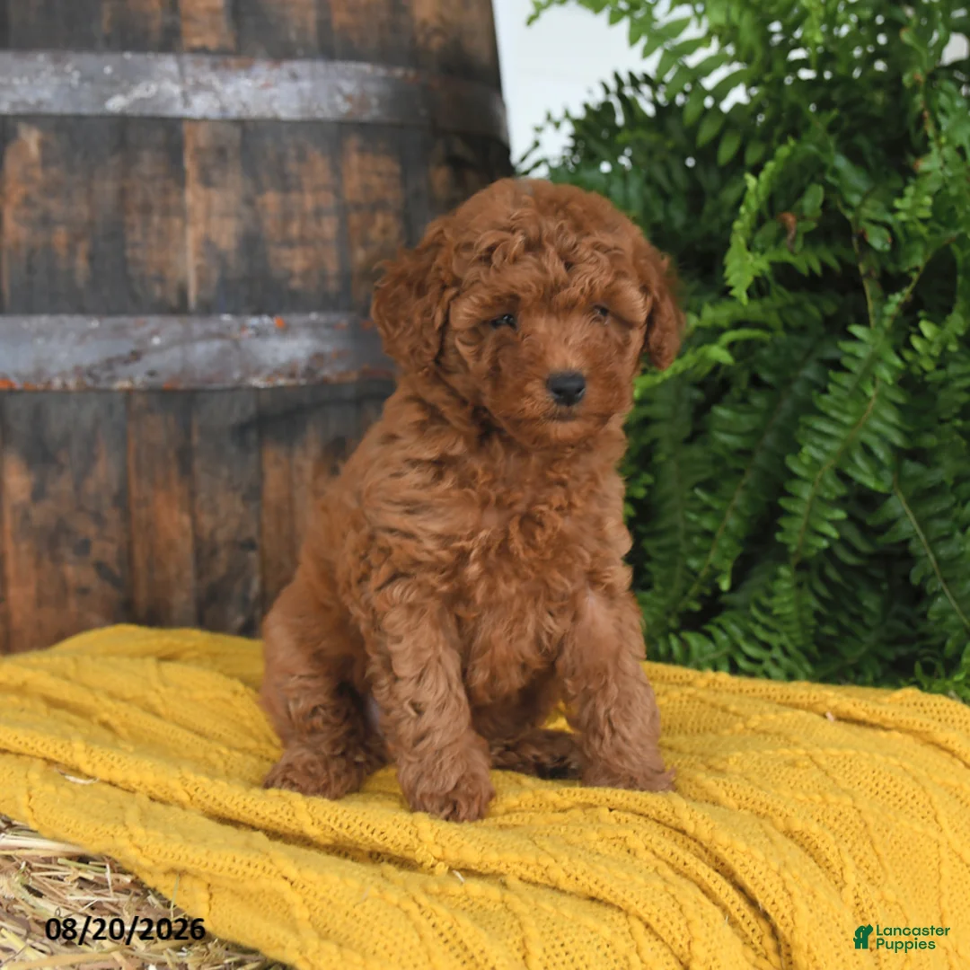 Toy Poodle dogs for sale: Nala - Ad 1