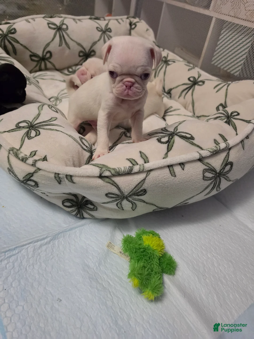 Pug dogs for sale: Enoki - Ad 2