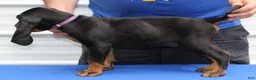 Black And Tan Coonhound dogs for sale: Pablo - Ad 3