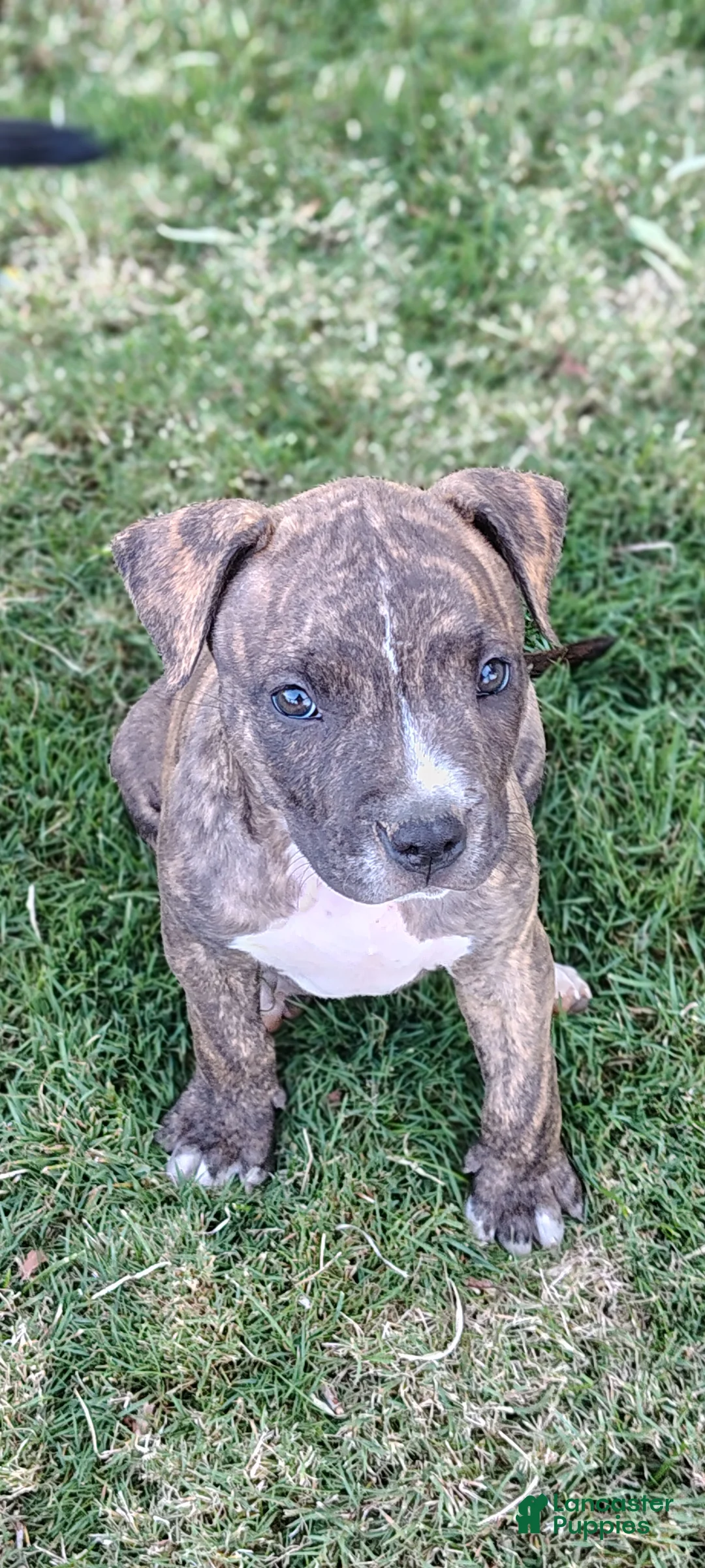 American Pit Bull Terrier dogs for sale: American Pit Bull Terrier 2 - Ad 2