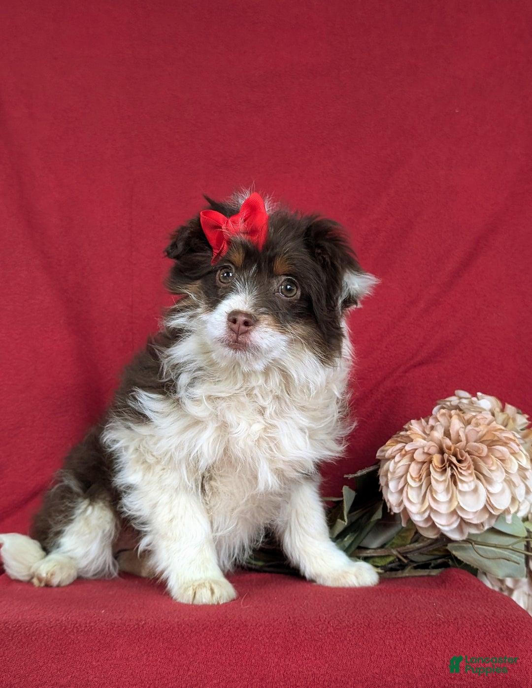 Mini Aussiedoodle dogs for sale: Brittney - Ad 4