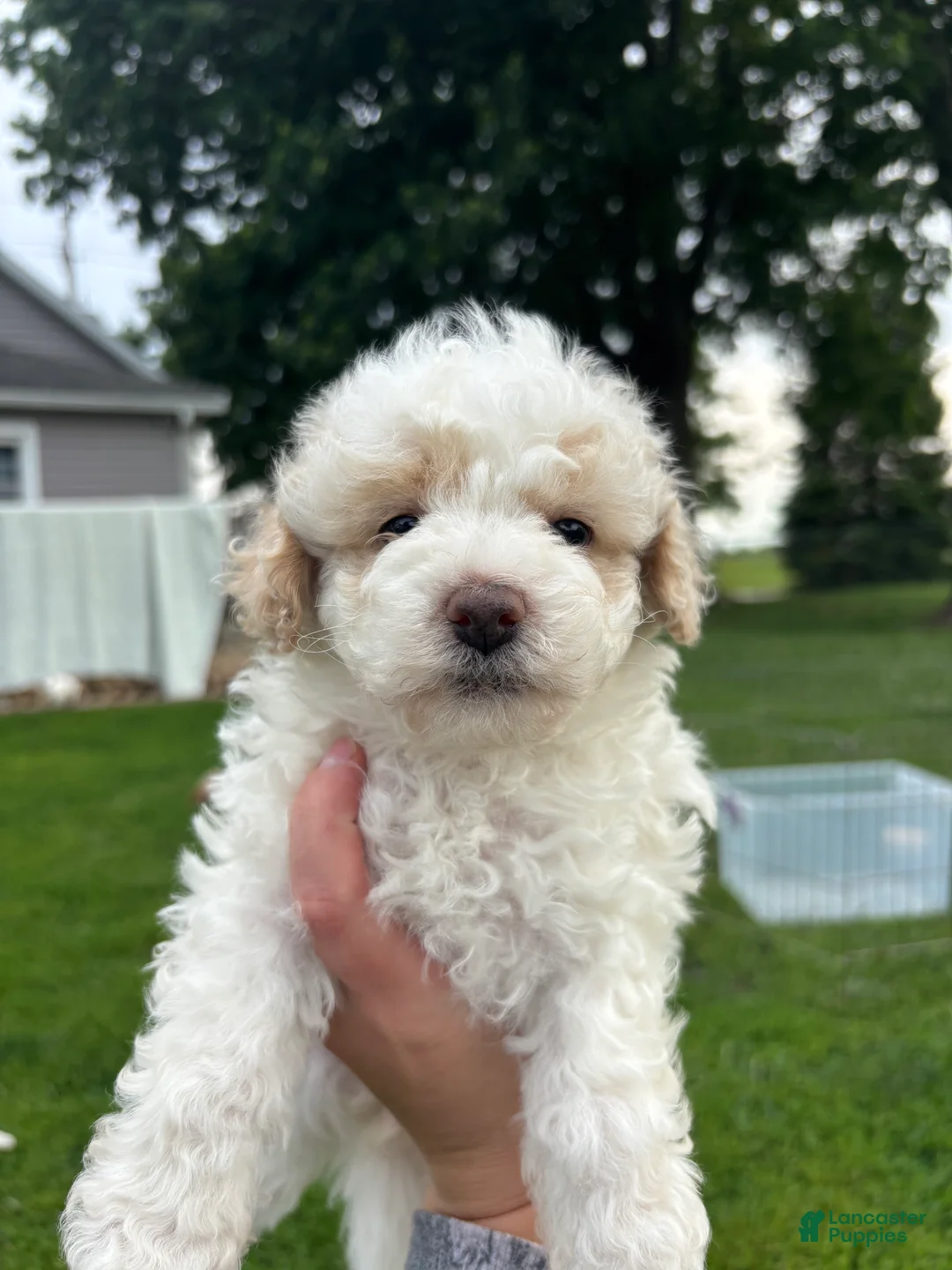 Bichpoo dogs for sale: Birdie - Ad 1