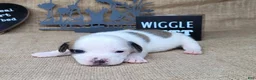 Jack Russell Terrier dogs for sale: Jinx purebred JRT - Ad 1