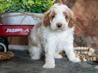 Miniature Poodle dogs for sale: Odin - Ad 1