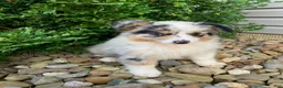 Miniature Australian Shepherd dogs for sale: Teddy - Ad 3
