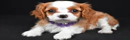 Cavalier King Charles Spaniel dogs for sale: Roxan - Ad 1