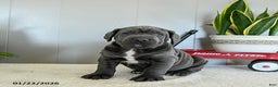 Cane Corso dogs for sale: Harper - Ad 3