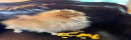 Pomeranian dogs for sale: Benji was his name~o - Ad 17