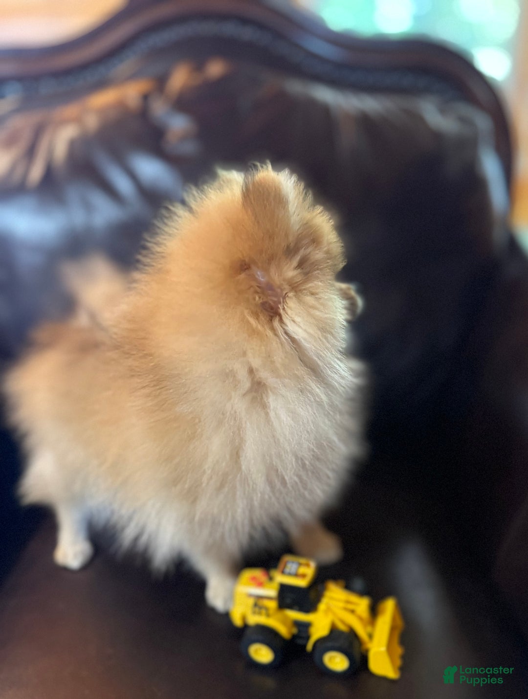 Pomeranian dogs for sale: Benji was his name~o - Ad 17