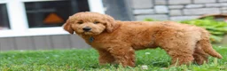 Goldendoodle dogs for sale: Theo - Ad 9