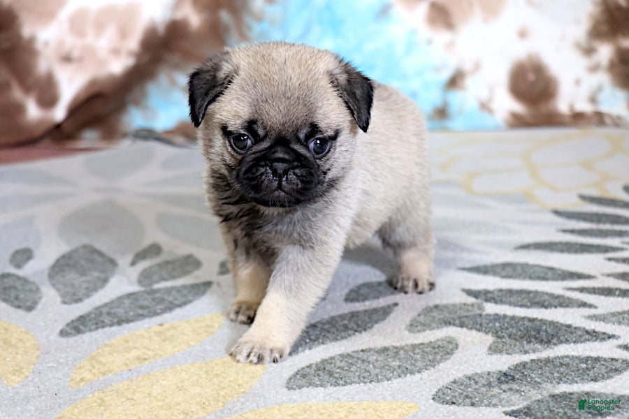 Pug dogs Monty - Ad 2