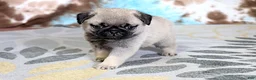 Pug dogs for sale: Monty - Ad 2