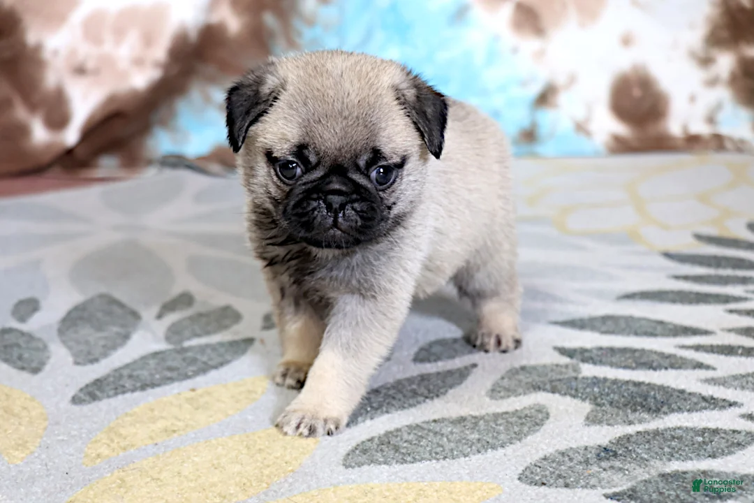 Pug dogs for sale: Monty - Ad 2