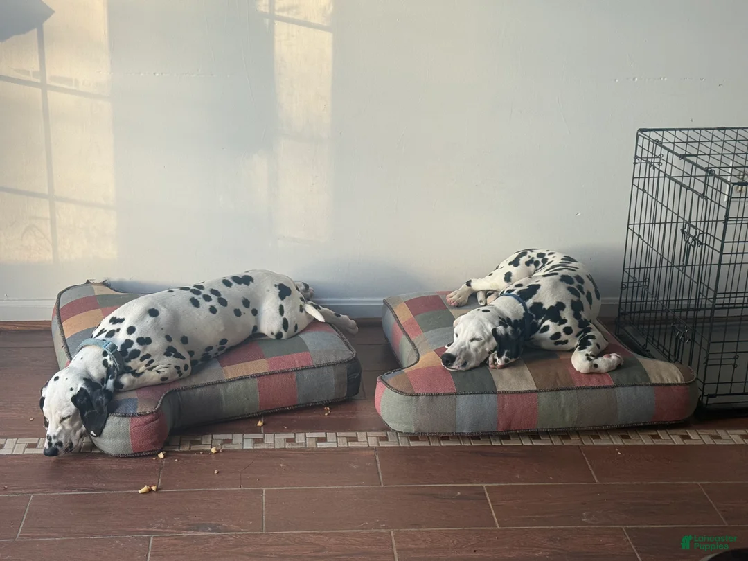Dalmatian dogs for sale: Dalmatian Puppy 2 - Ad 4