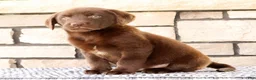 Labrador Retriever dogs for sale: Freddy - Ad 5