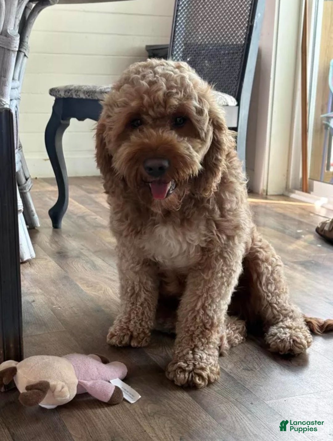 Mini Goldendoodle dogs for sale: Mini Goldendoodle Puppy 1 - Ad 4