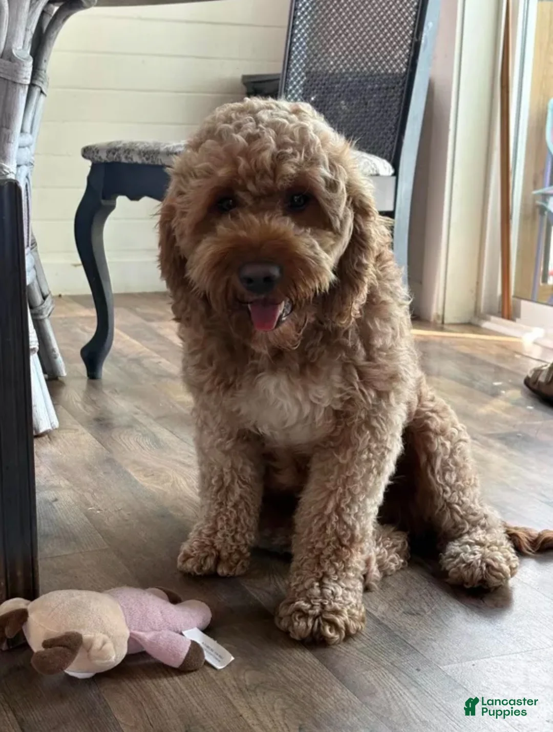 Mini Goldendoodle dogs for sale: Mini Goldendoodle Puppy 1 - Ad 4