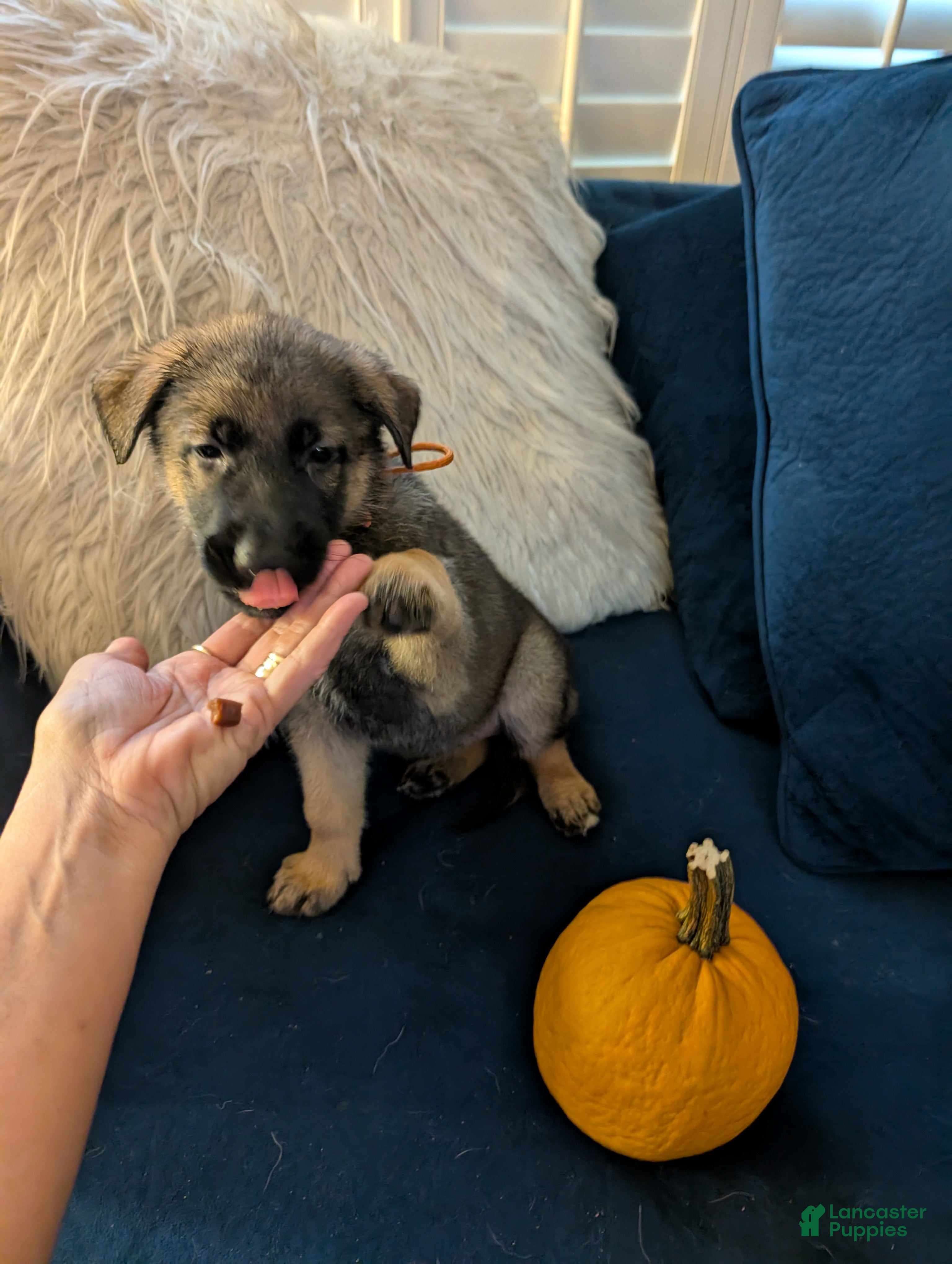 German Shepherd dogs Sable - Ad 34