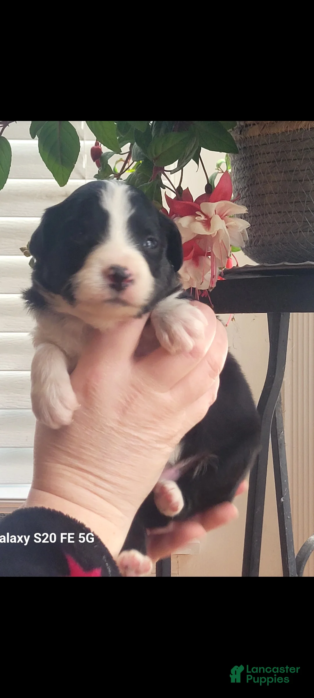 Australian Shepherd dogs for sale: Australian Shepherd Puppy 3 - Ad 2