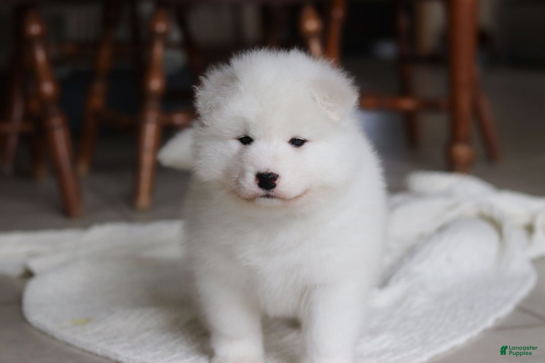 Samoyed dogs for sale: Rocky - Ad 17