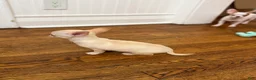 Chihuahua dogs for sale: ✨Taffy✨ 4lbs fully grown CKC registered - Ad 5