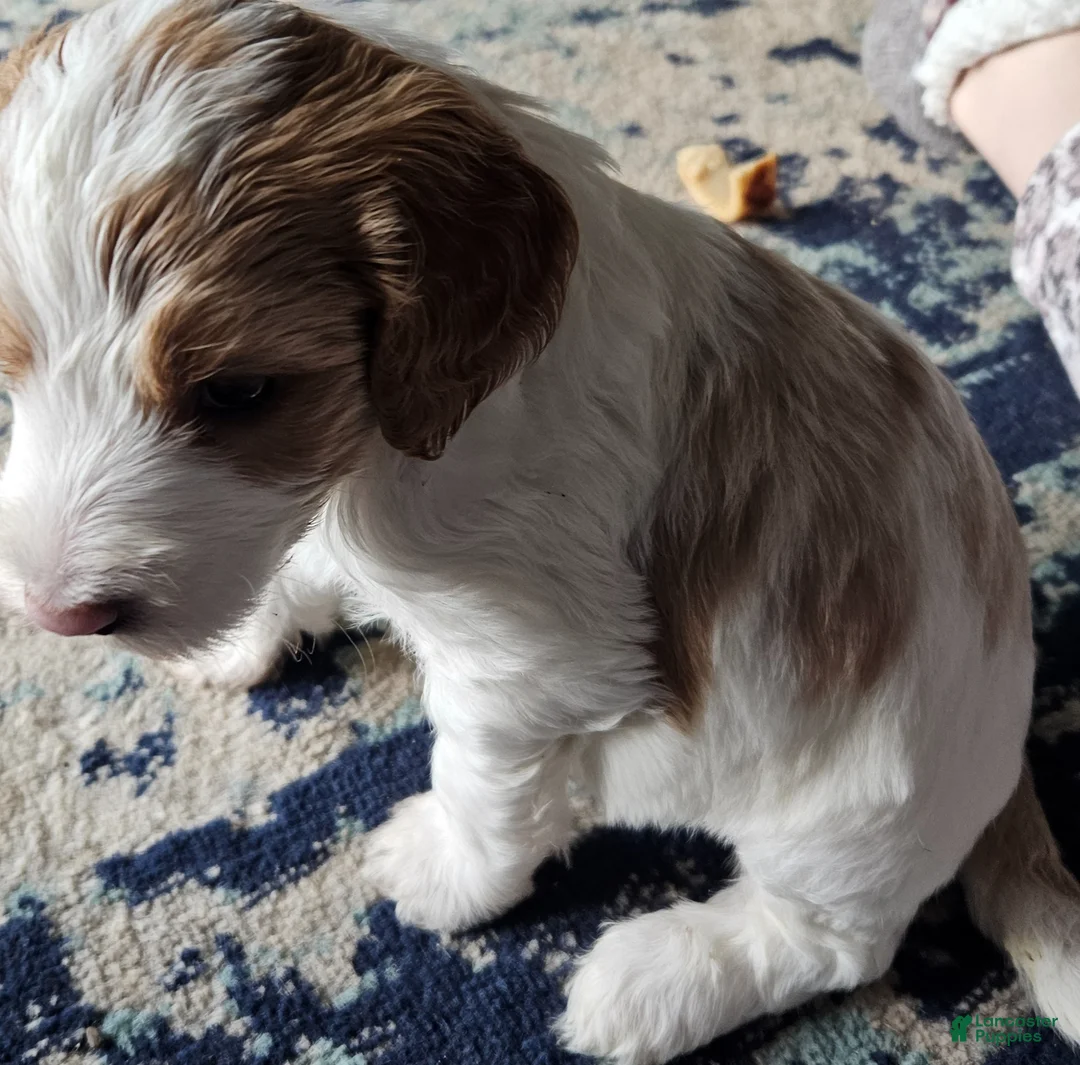 Goldendoodle dogs for sale: Goldendoodle Puppy 3 - Ad 1