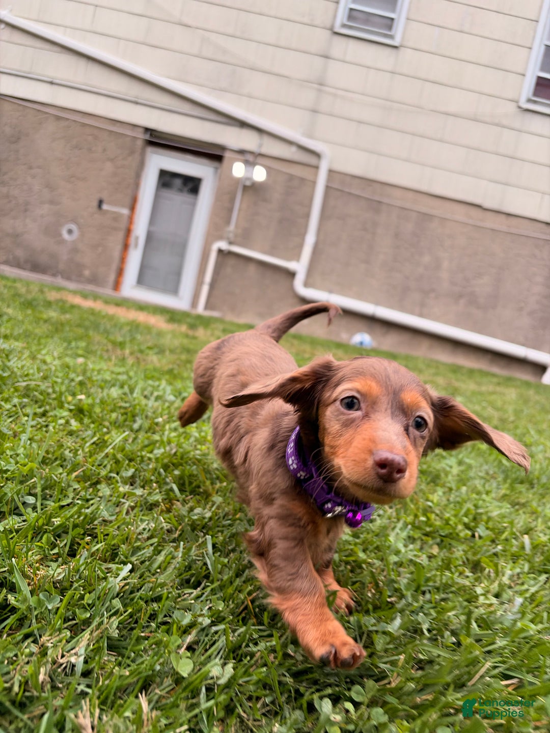 Miniature Dachshund dogs for sale: Ginger - Ad 1