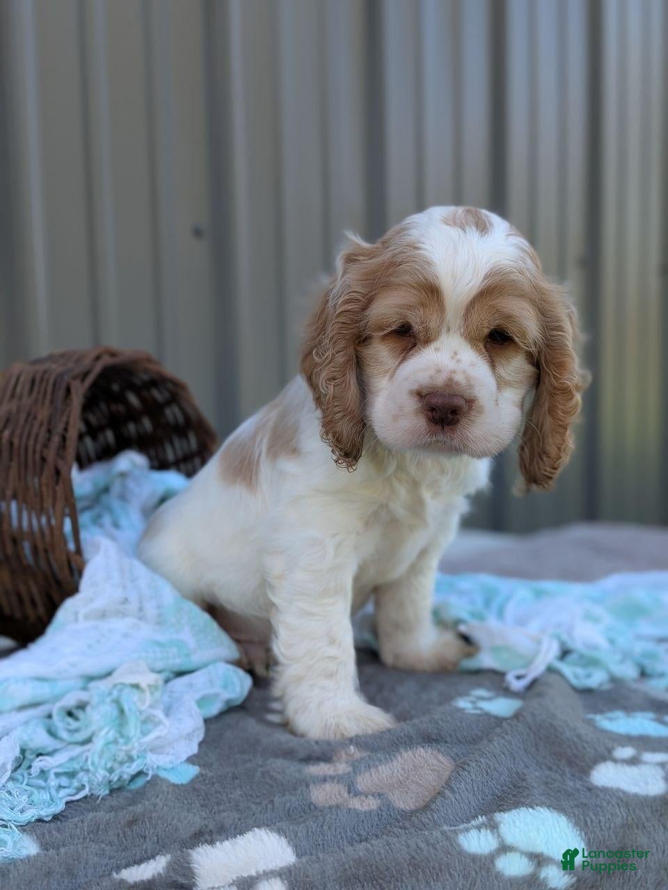 Cocker Spaniel dogs Dusty - Ad 1
