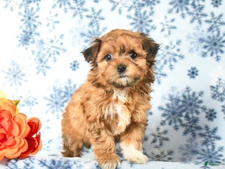 Havapoo dogs - Ad 17