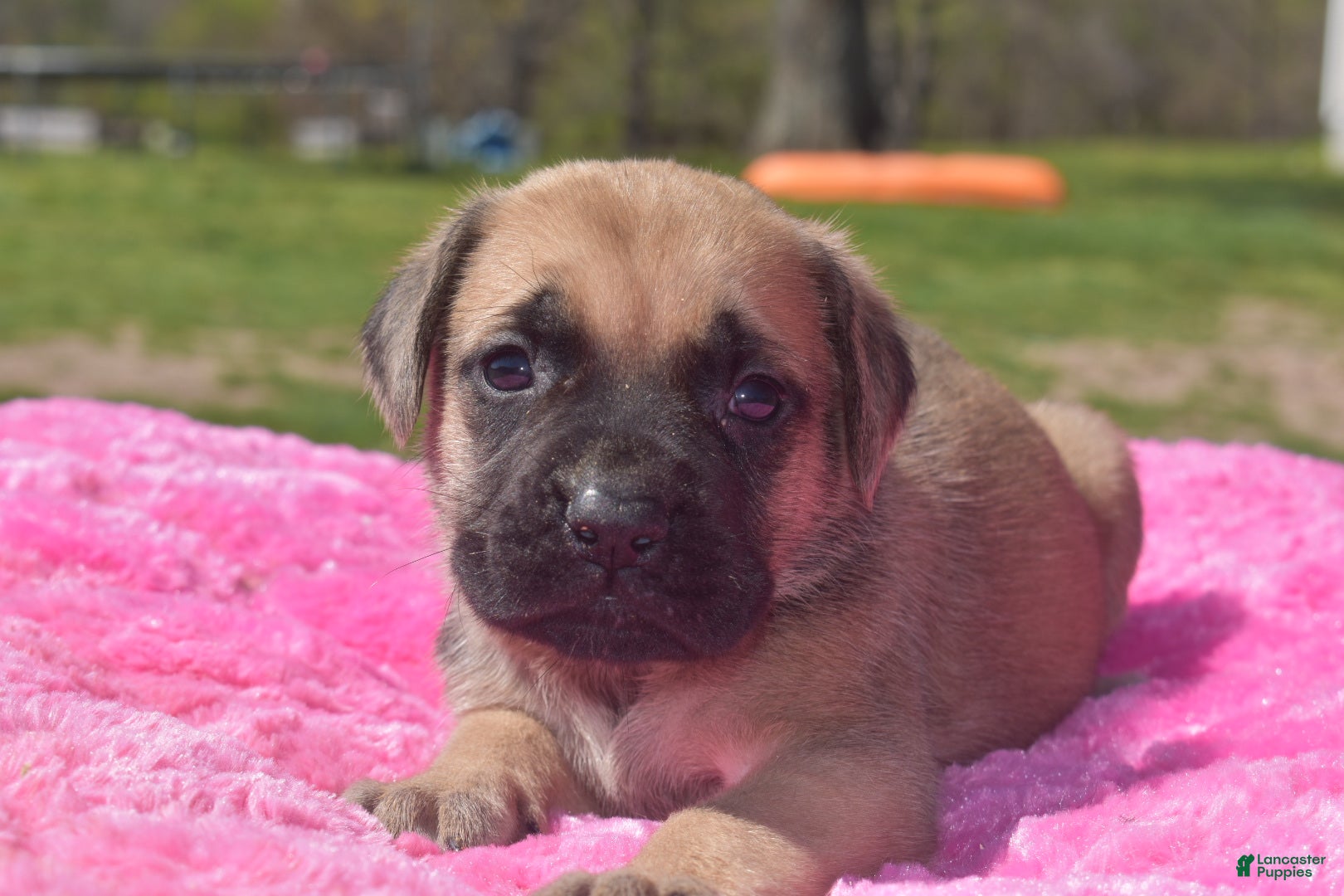 English Mastiff dogs Jenny (Fawn) - Ad 9