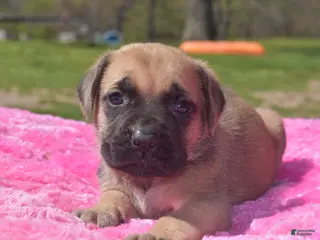 English Mastiff dogs Jenny (Fawn) - Ad 9