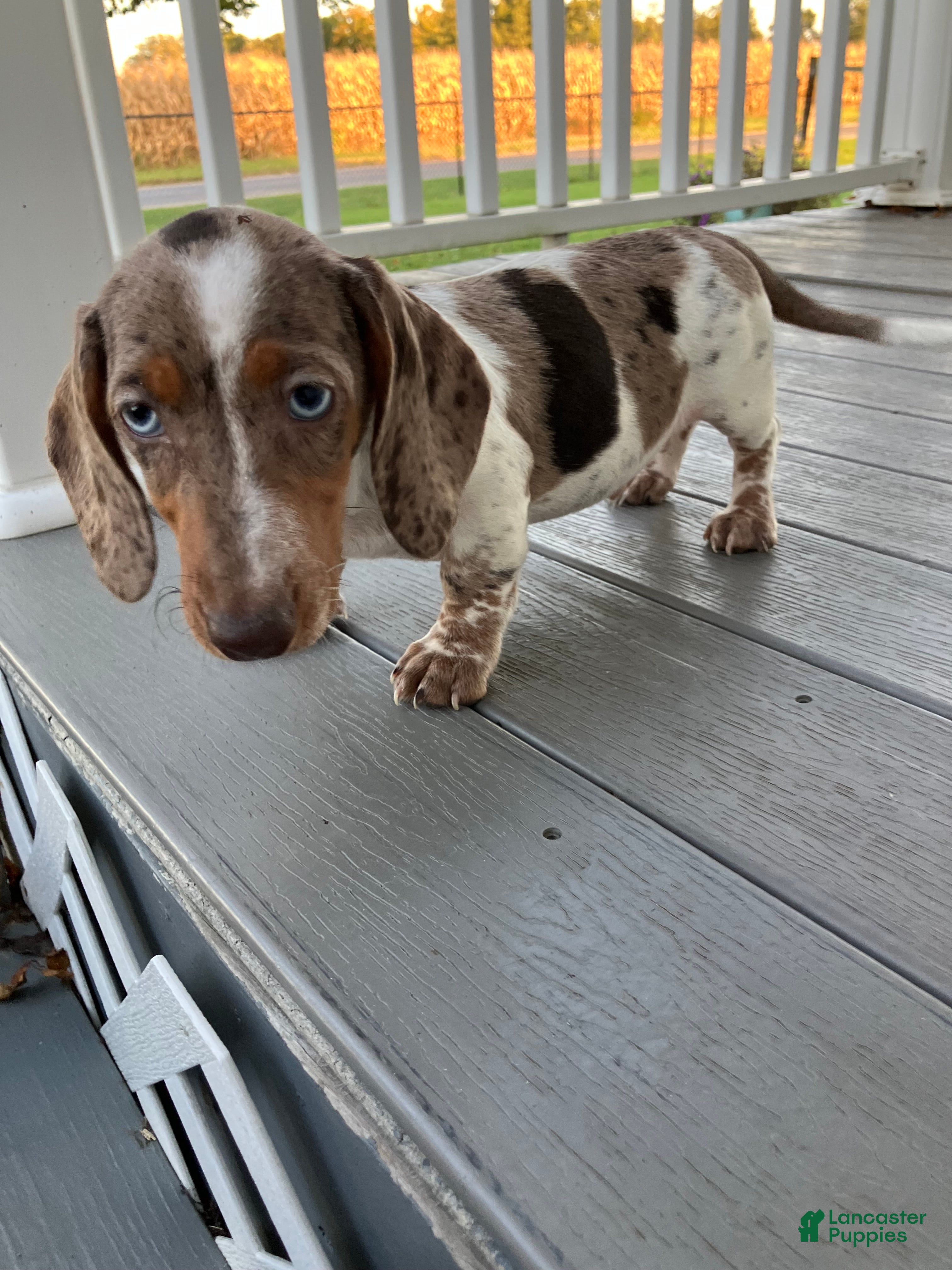 Miniature Dachshund dogs Akc Davon - Ad 4