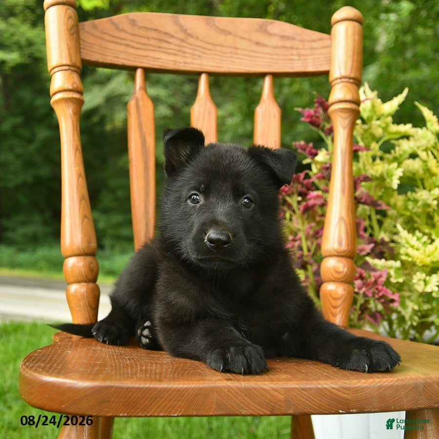 German Shepherd dogs Bear  - Ad 2