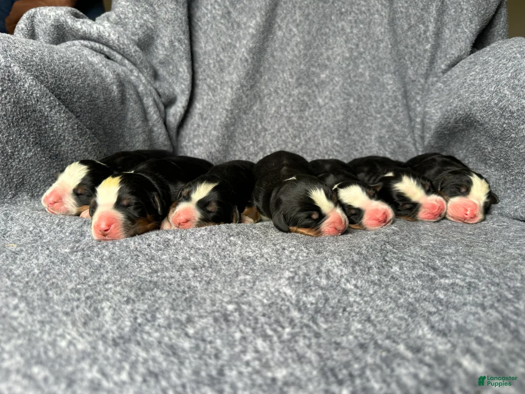 Bernese Mountain Dog dogs for sale: Berner bunch - Ad 1