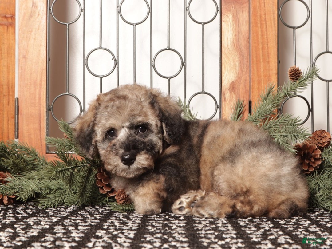 Bichpoo dogs for sale: Chip - Ad 4