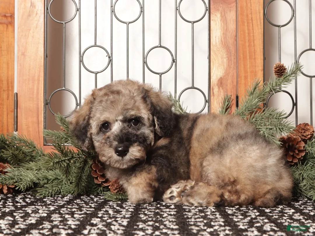 Bichpoo dogs for sale: Chip - Ad 4