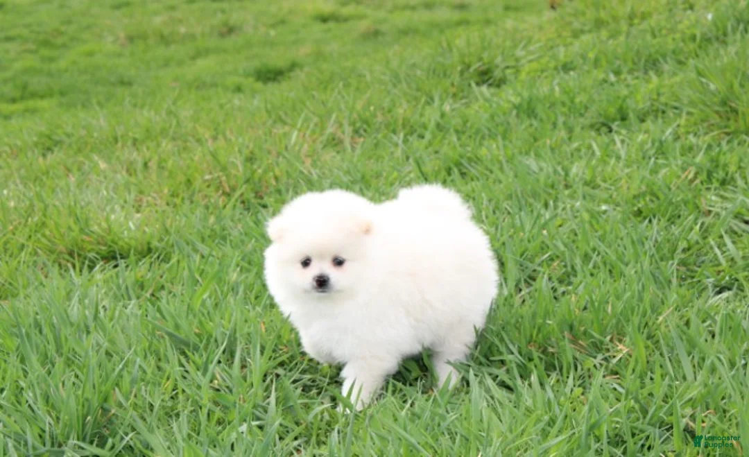 Pomeranian dogs for sale: Koda  - Ad 2